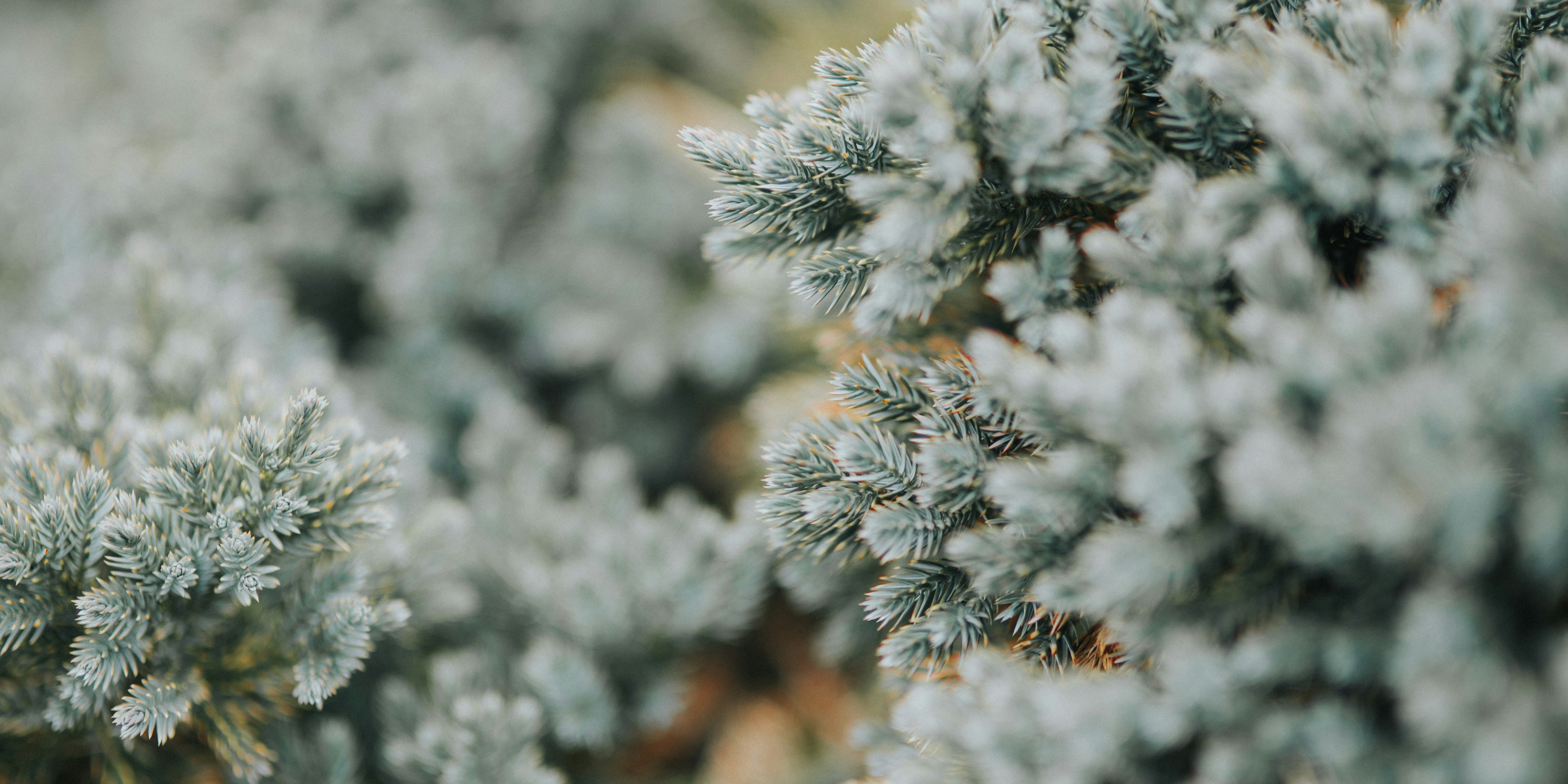 Photo by aftabasghar