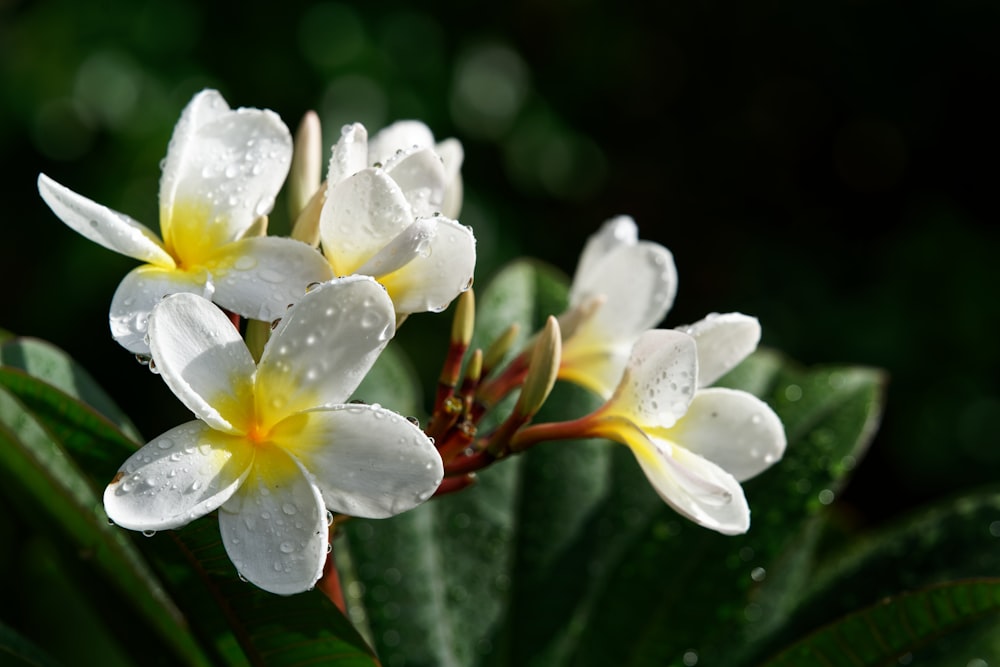 a group of white and yellow flowers with water droplets on them
