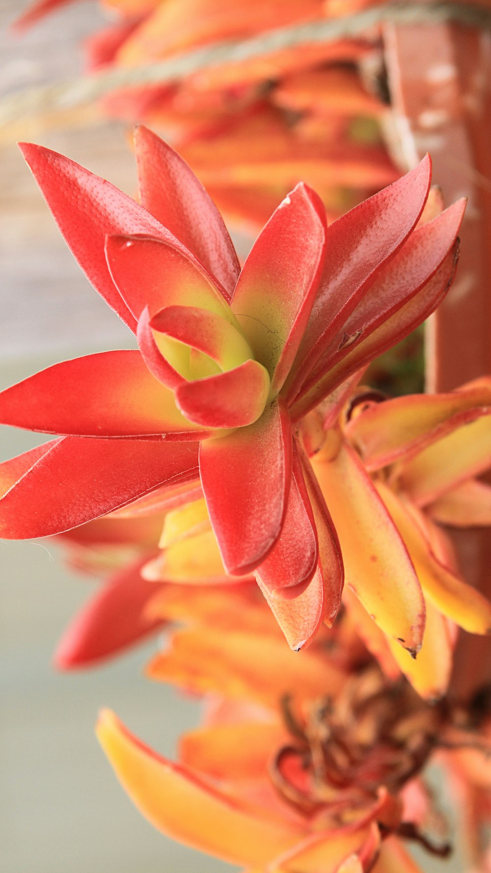 red and yellow flower in close up photography