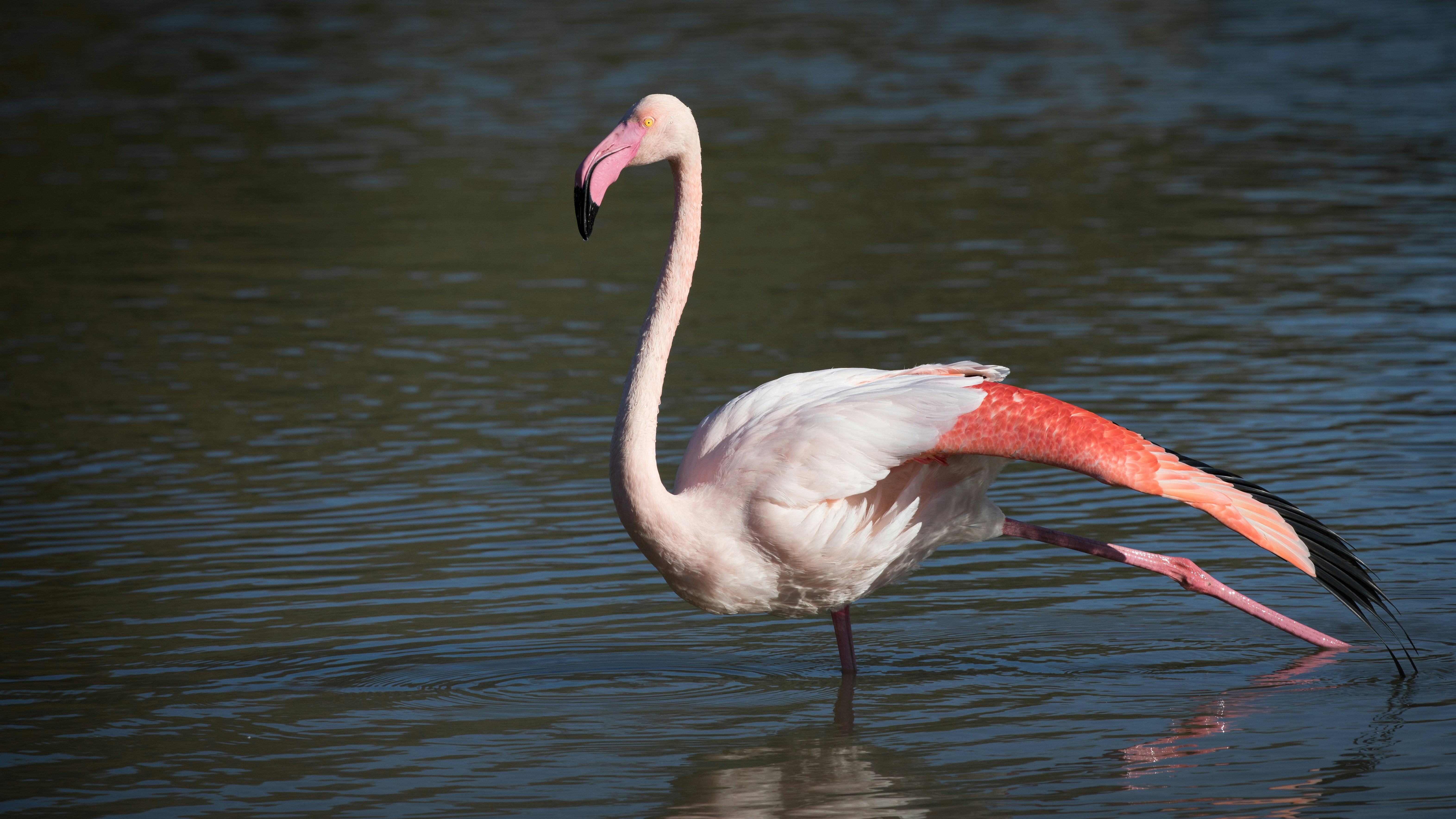 Nová ukrajinská raketa „Flamingo“: Zmena stratégie vo vojne?
