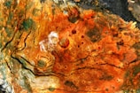 An intricate pattern of swirling textures and colors covering the surface of a piece of wood. The surface features vibrant orange and brown tones with circular speckles and natural grain lines, resembling abstract art. Areas of dark charred material are present, contrasting with lighter sections of exposed wood.