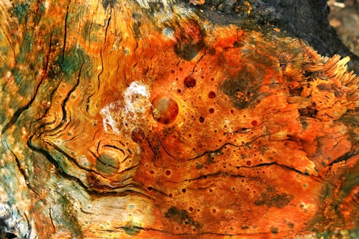 An intricate pattern of swirling textures and colors covering the surface of a piece of wood. The surface features vibrant orange and brown tones with circular speckles and natural grain lines, resembling abstract art. Areas of dark charred material are present, contrasting with lighter sections of exposed wood.