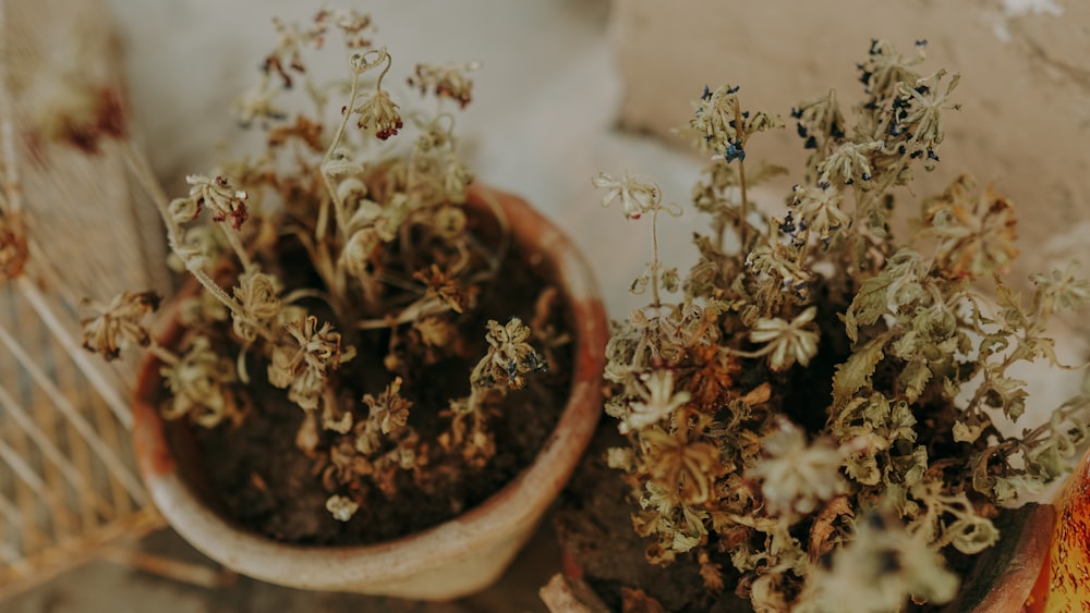 white flowers in brown clay pot