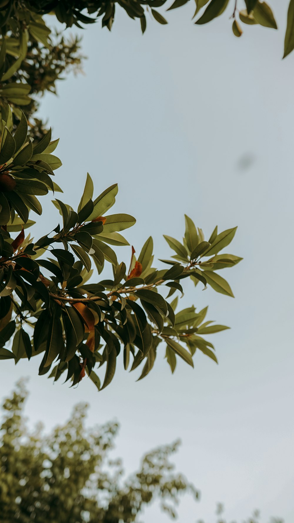 green leaves with white background