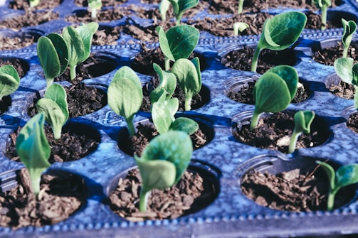 green plant on blue plastic pot