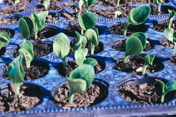 green plant on blue plastic pot