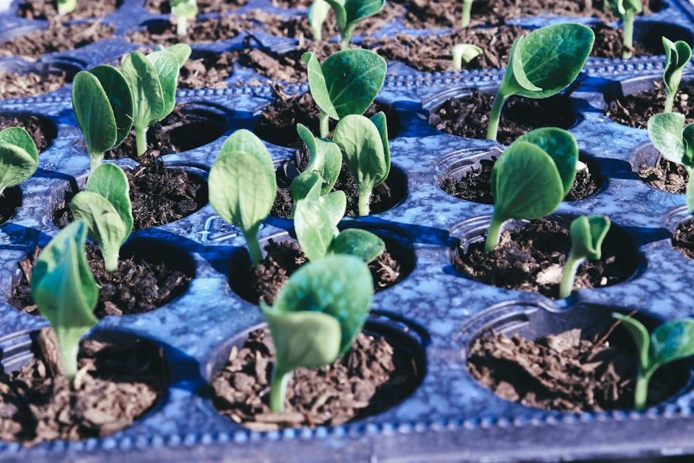 green plant on blue plastic pot