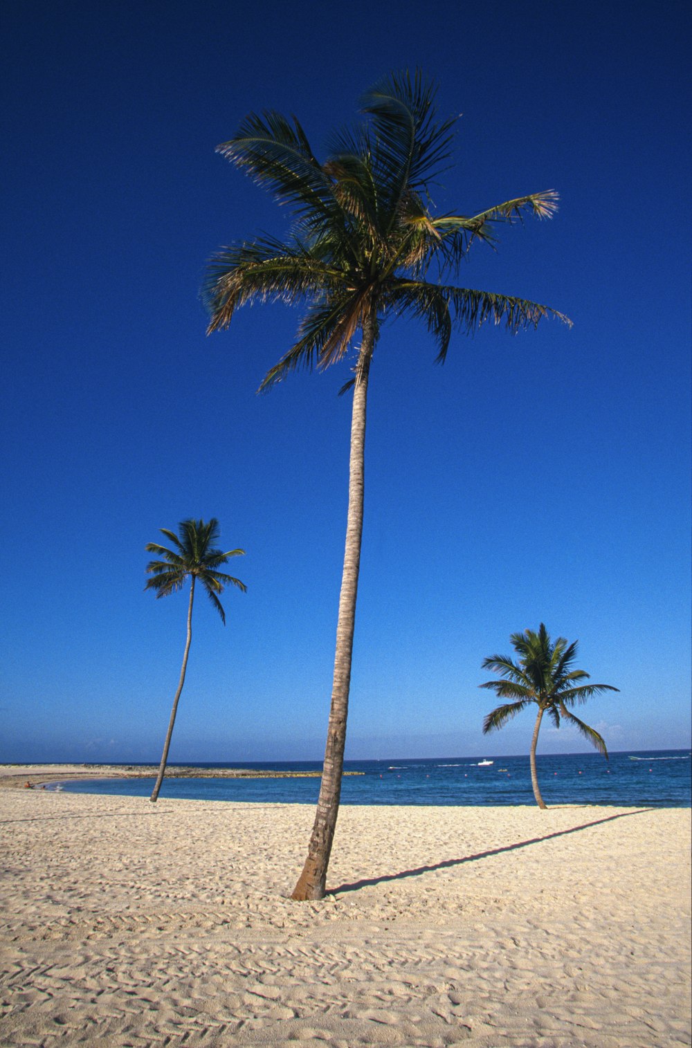 palm tree on white sand beach during daytime
