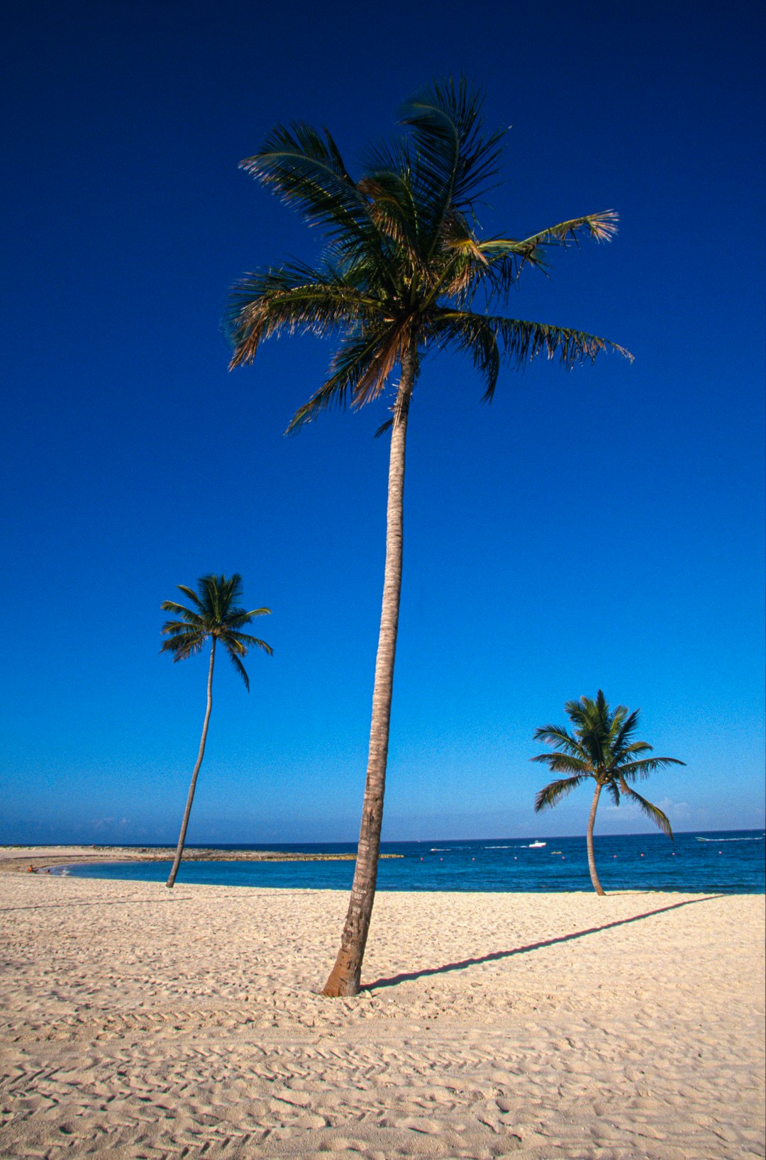 palm tree on white sand beach during daytime