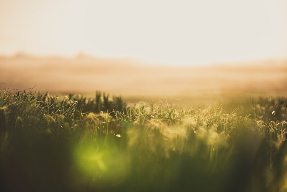 green grass field during sunset