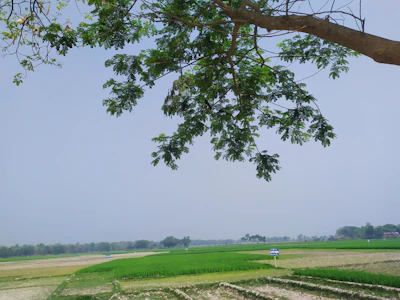 Close-up of vibrant green crops thriving under a clear blue sky, highlighting the effect of Agrivista's fertilizers.