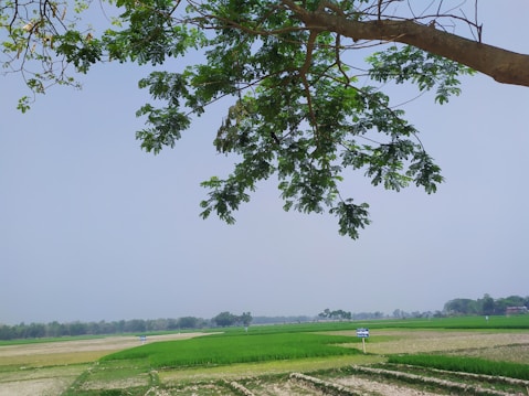 Fields of green crops under a clear sky, bordered by distant trees on the horizon. A large tree branch with lush green leaves extends over the top part of the image, providing a natural frame.