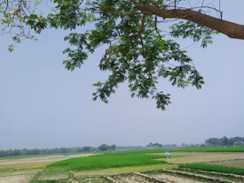 Fields of green crops under a clear sky, bordered by distant trees on the horizon. A large tree branch with lush green leaves extends over the top part of the image, providing a natural frame.
