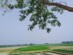 Fields of green crops under a clear sky, bordered by distant trees on the horizon. A large tree branch with lush green leaves extends over the top part of the image, providing a natural frame.