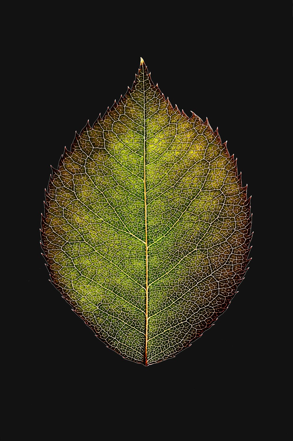 green and yellow leaf with black background