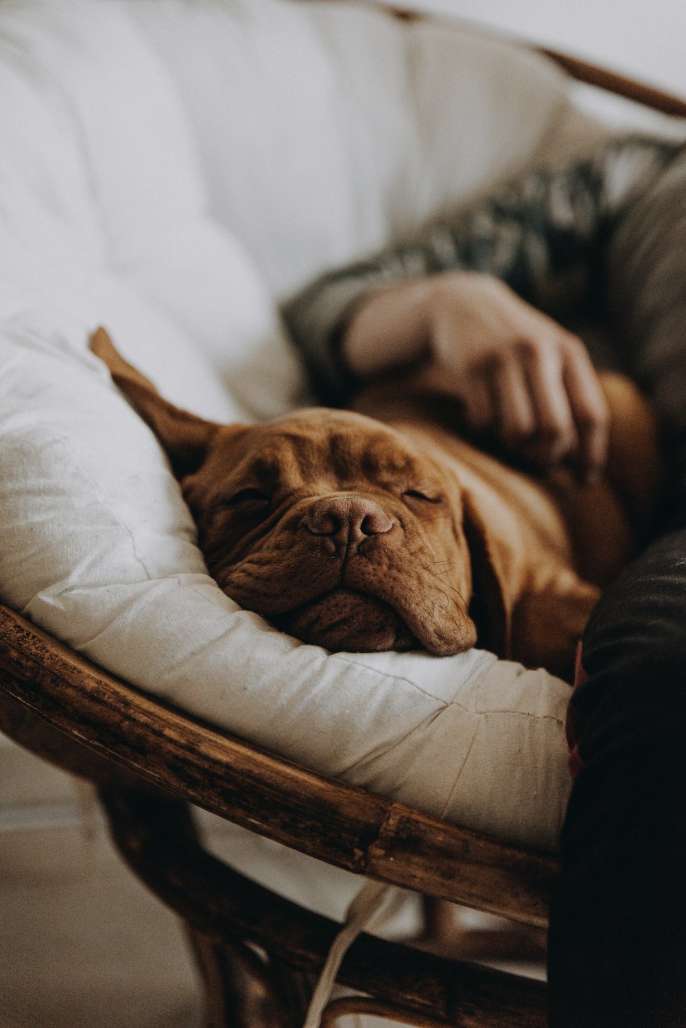 chien brun à poil court couché sur un lit blanc