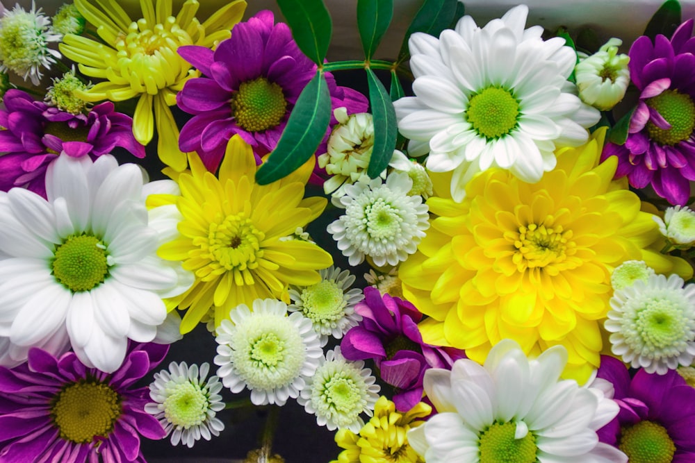 yellow and purple flowers in close up photography