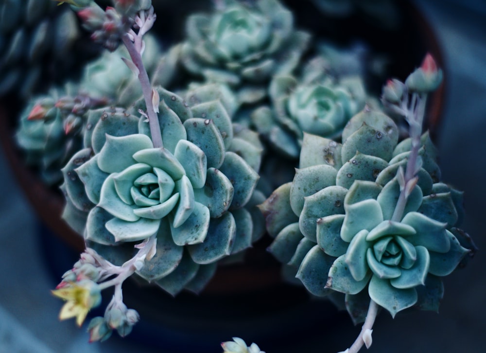 green succulent plant in blue pot