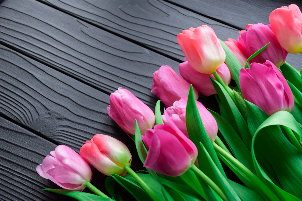 Tulipanes Rosados (20 tallos)