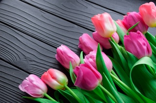 pink tulips on gray wooden surface