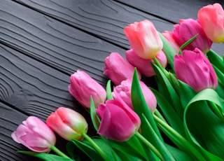 pink tulips on gray wooden surface