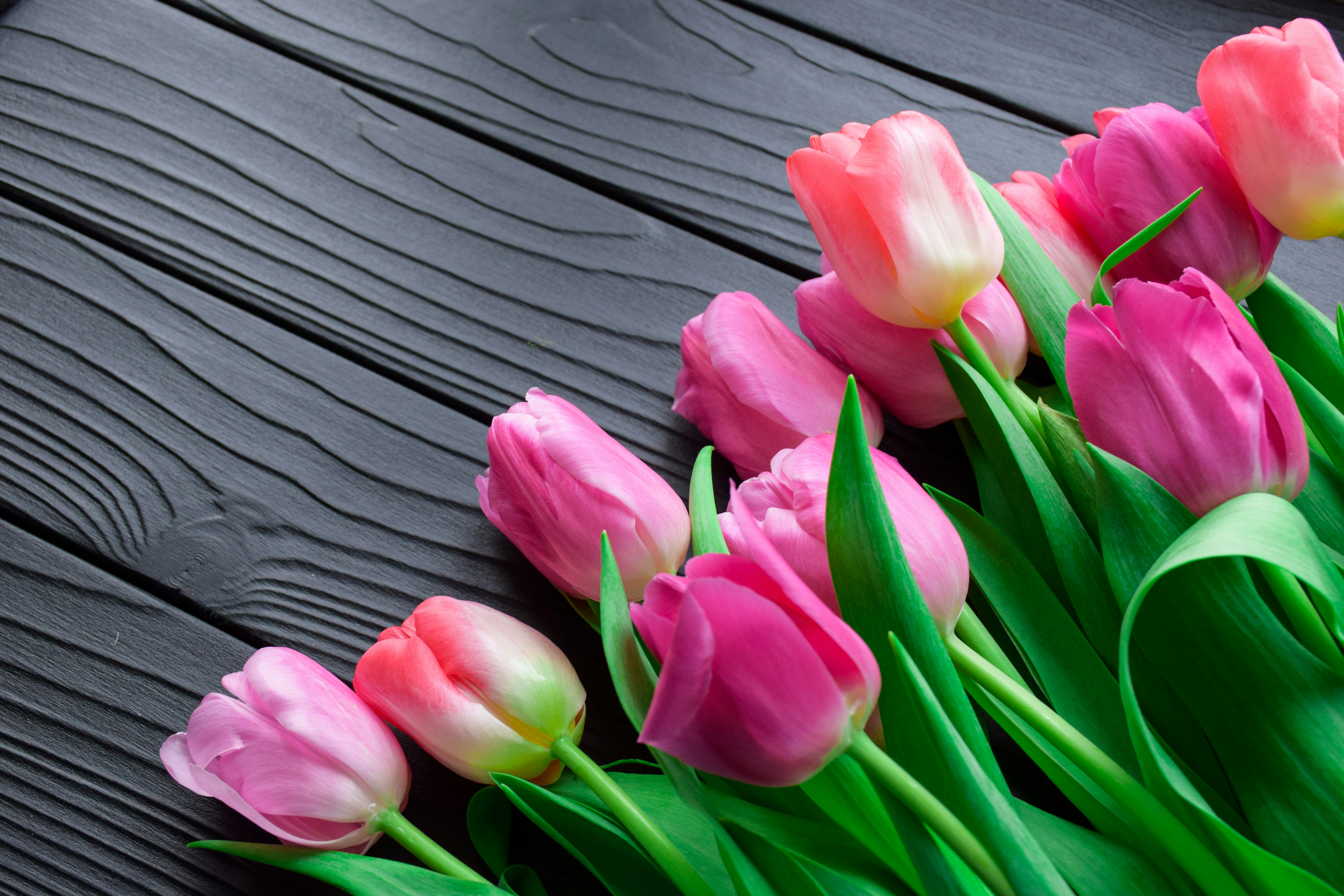 Featured image of post Tulip Flower Wallpaper For Mobile We have a massive amount of hd images that will make your computer or