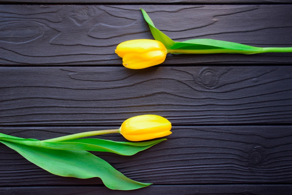 yellow tulips on brown wooden surface
