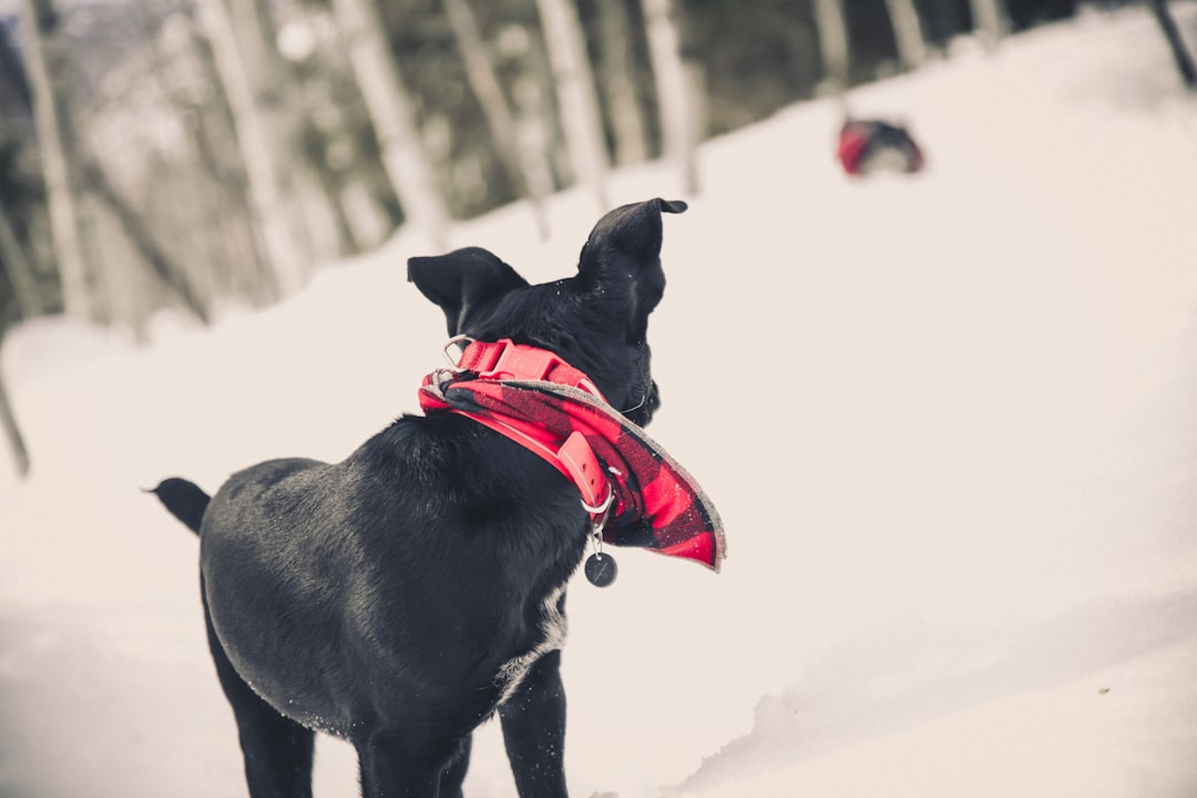 black short coat medium dog with red and white scarf on snow covered ground during daytime