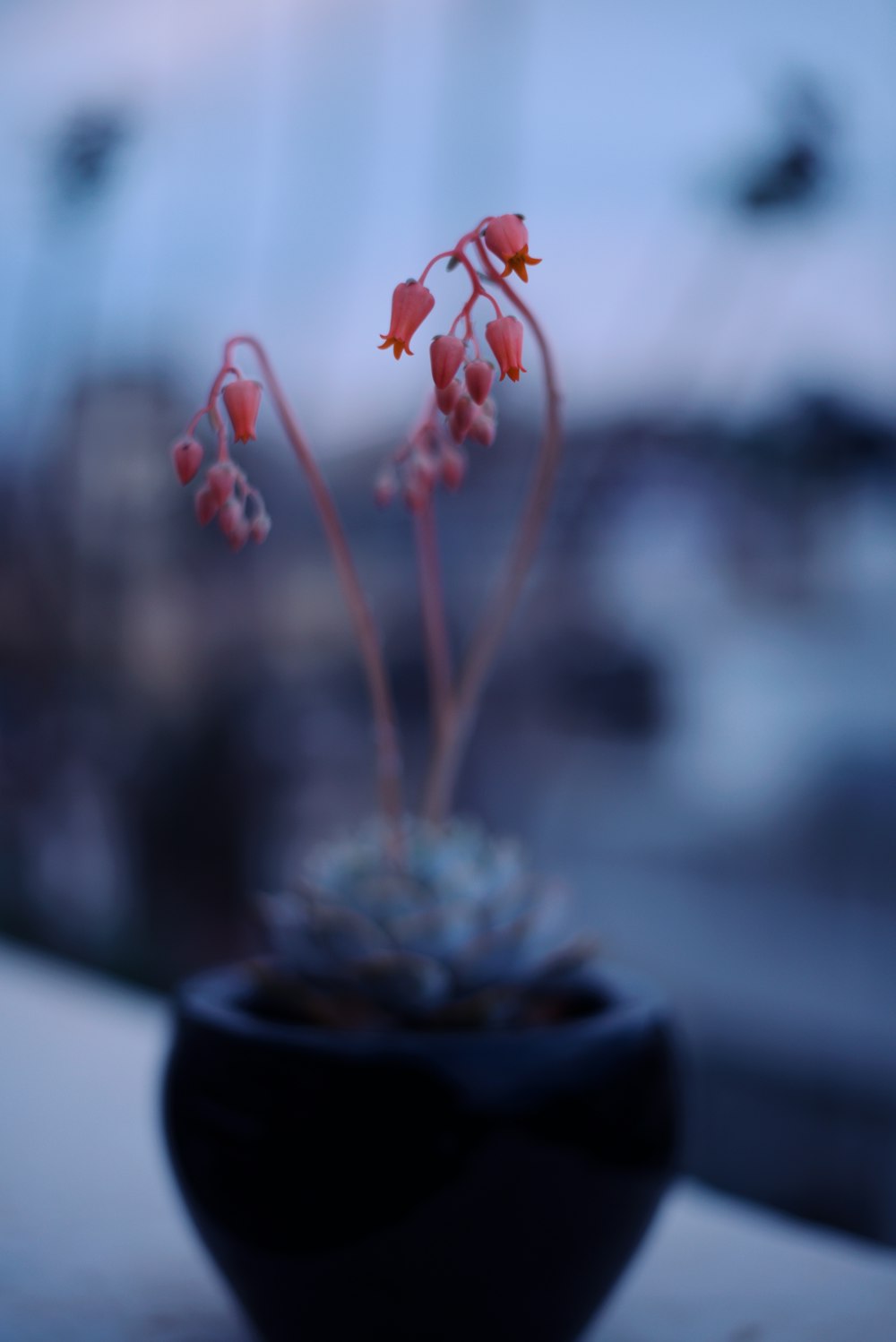 pink flower in black pot