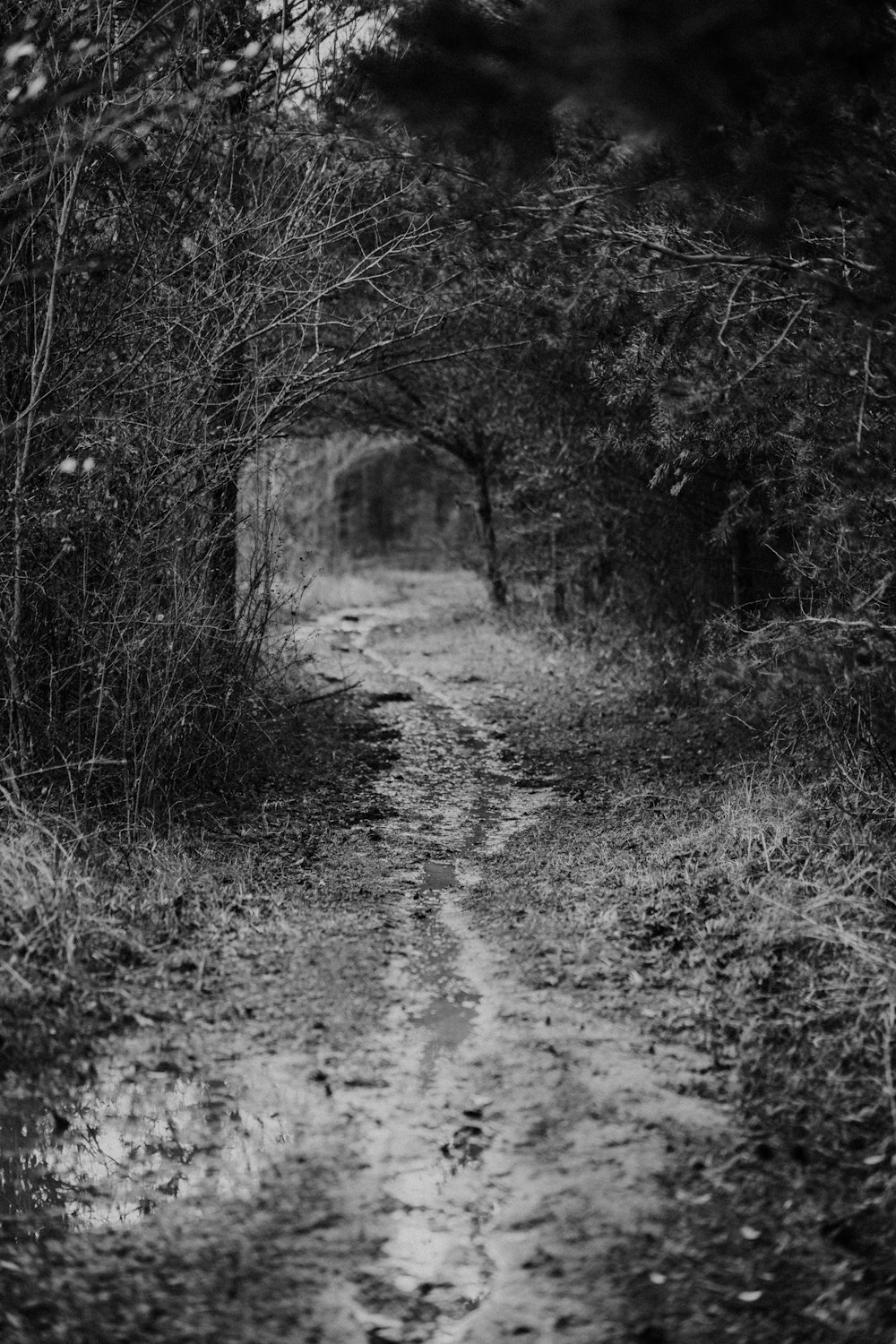 Foto in scala di grigi del sentiero tra gli alberi