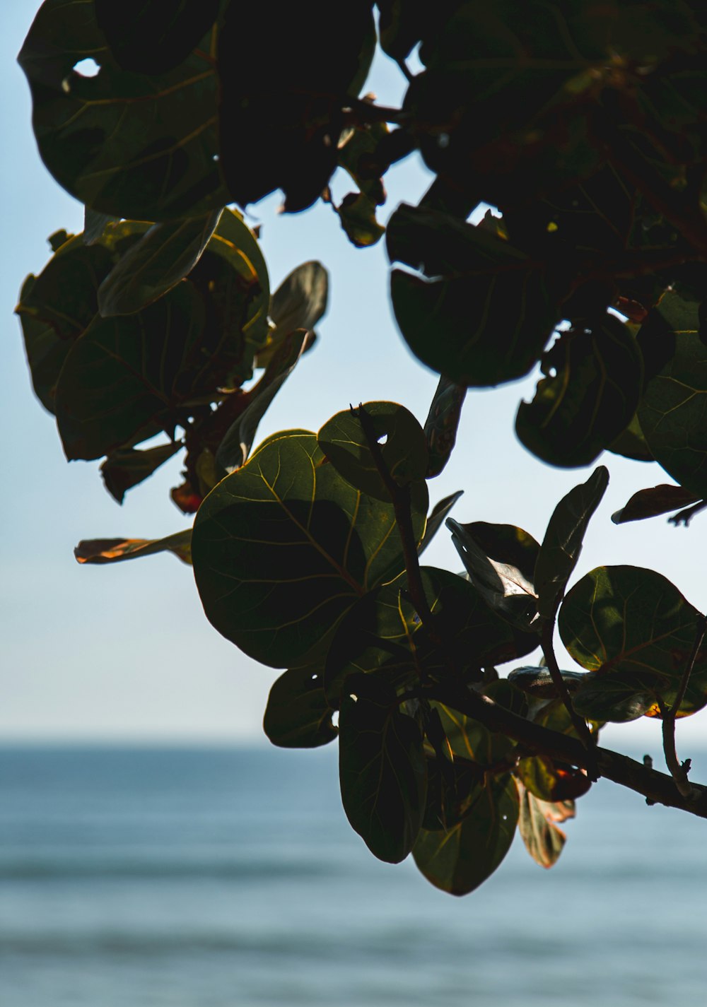 green leaves near body of water during daytime