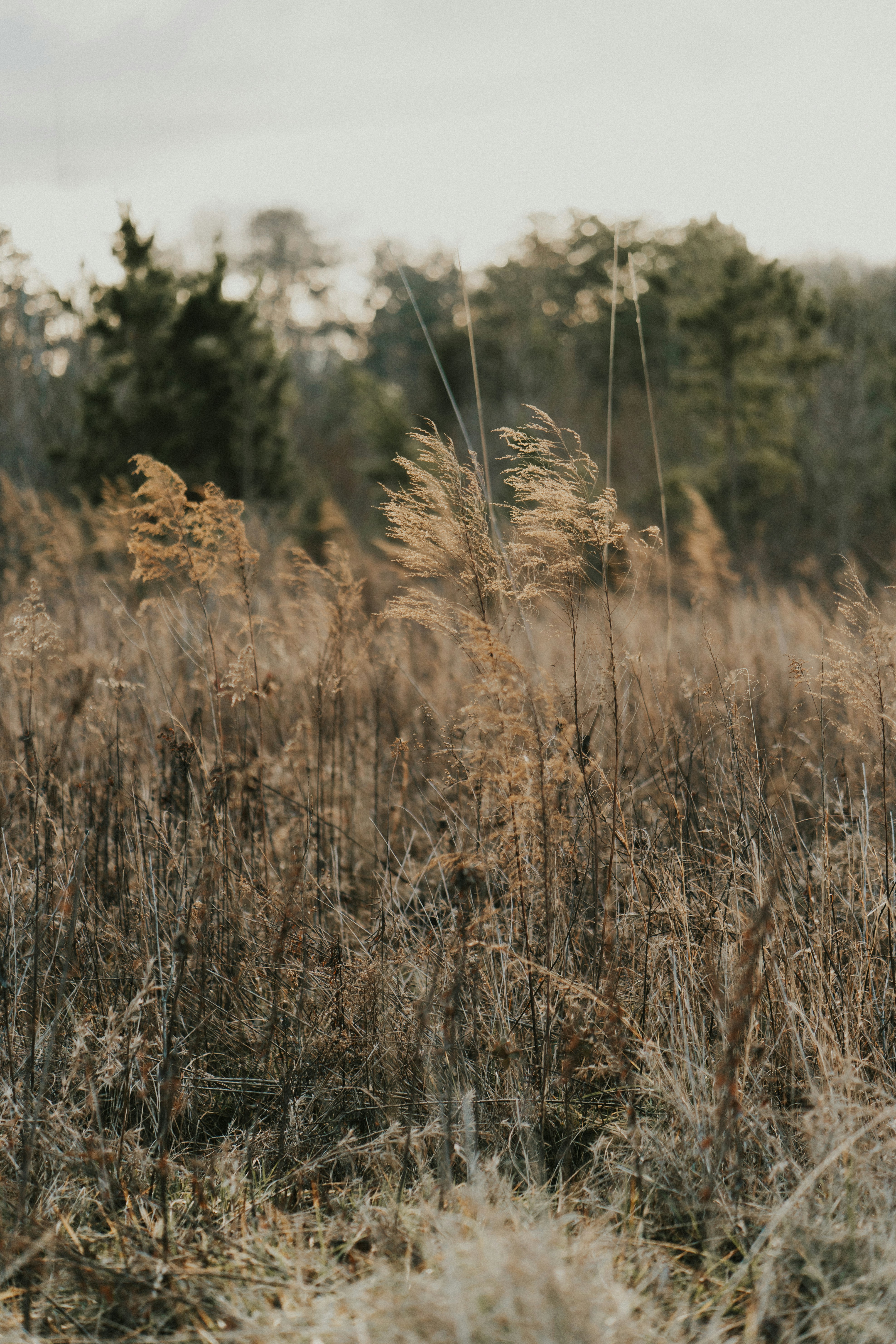 ein Feld mit hohem Gras und Bäumen im Hintergrund