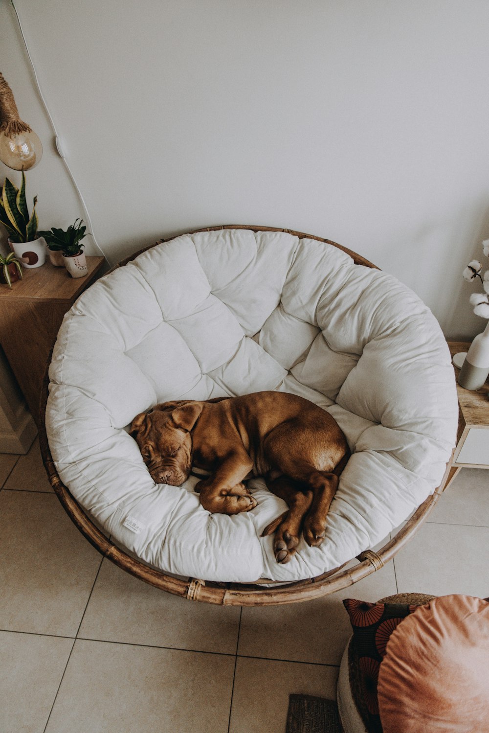 brown short coated dog lying on white round pet bed
