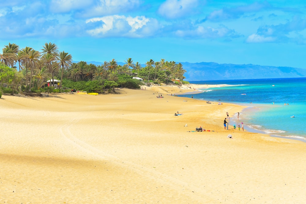 people on beach during daytime