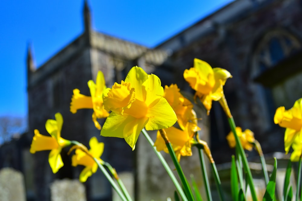 yellow daffodils in bloom during daytime