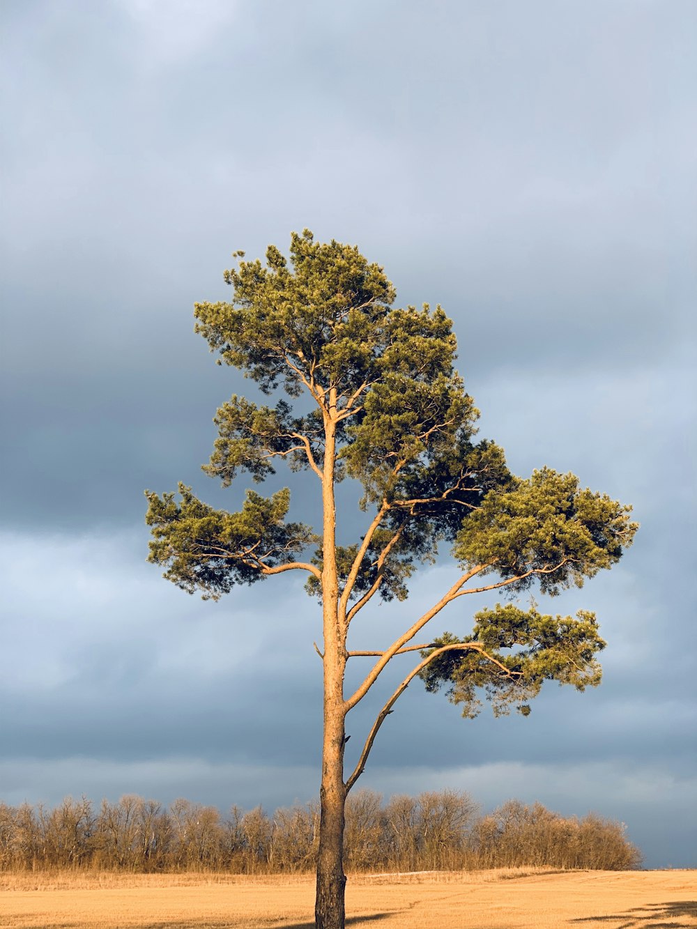 green tree under white clouds during daytime