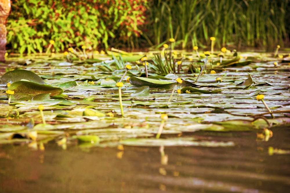 green water lilies on water