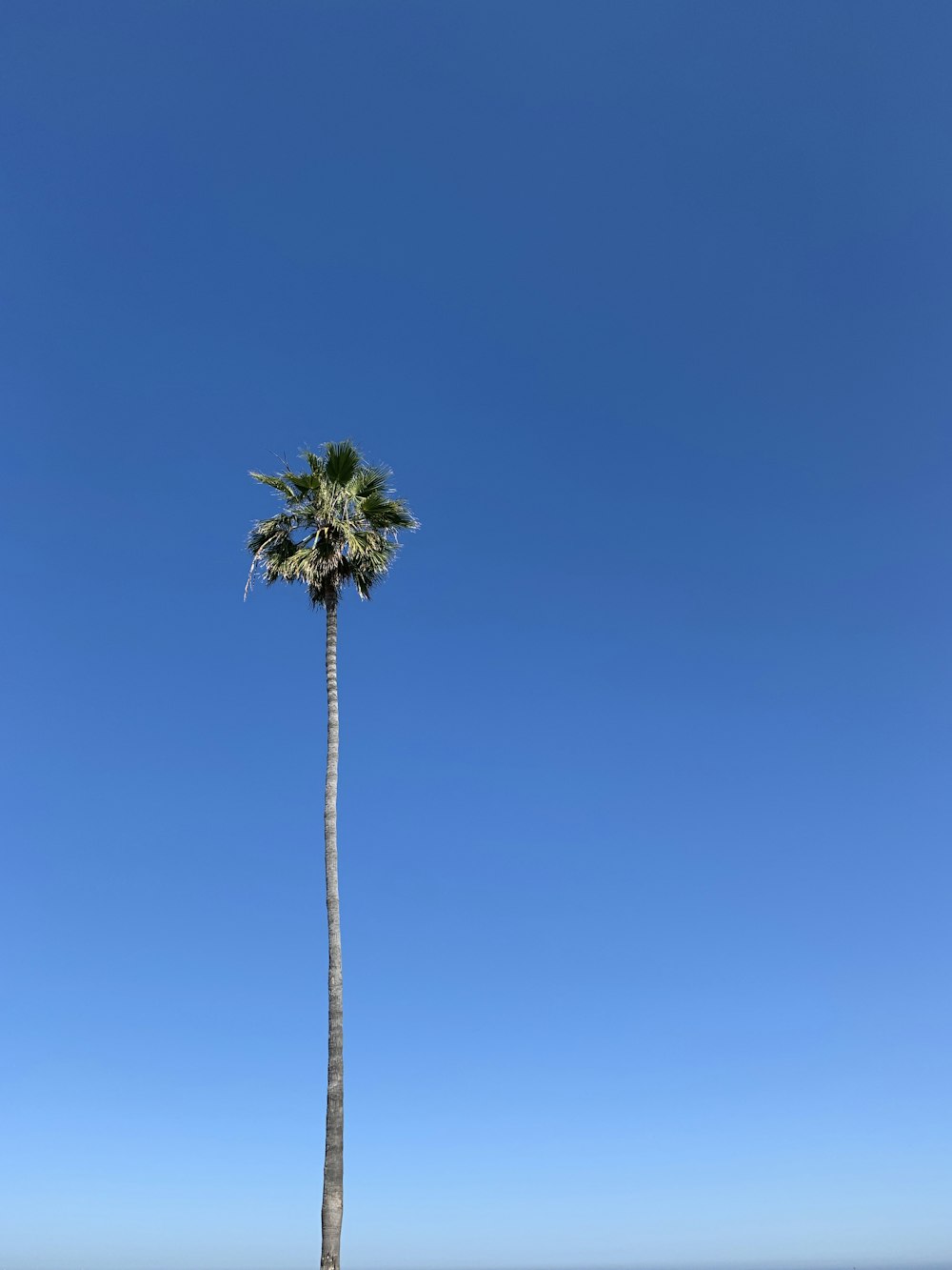 Palmera verde bajo el cielo azul durante el día