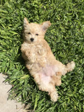 A warm, sunlit photo of a doodle puppy playing gently in a grassy backyard.