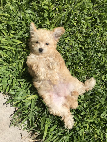 A warm, sunlit photo of a doodle puppy playing gently in a grassy backyard.
