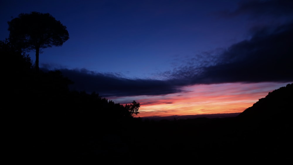 silhouette of trees during sunset