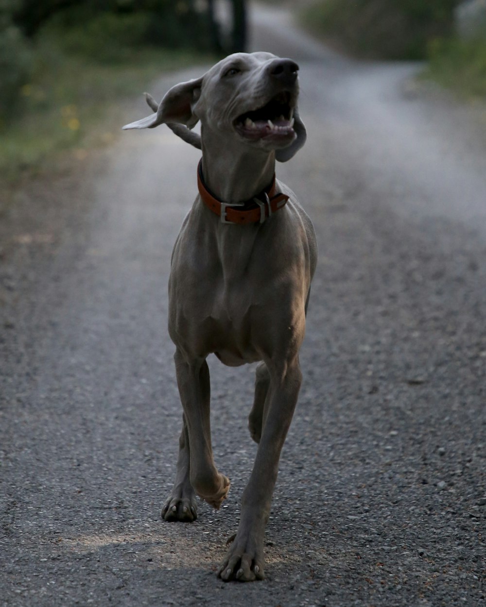 brown short coat large dog on grey concrete road during daytime