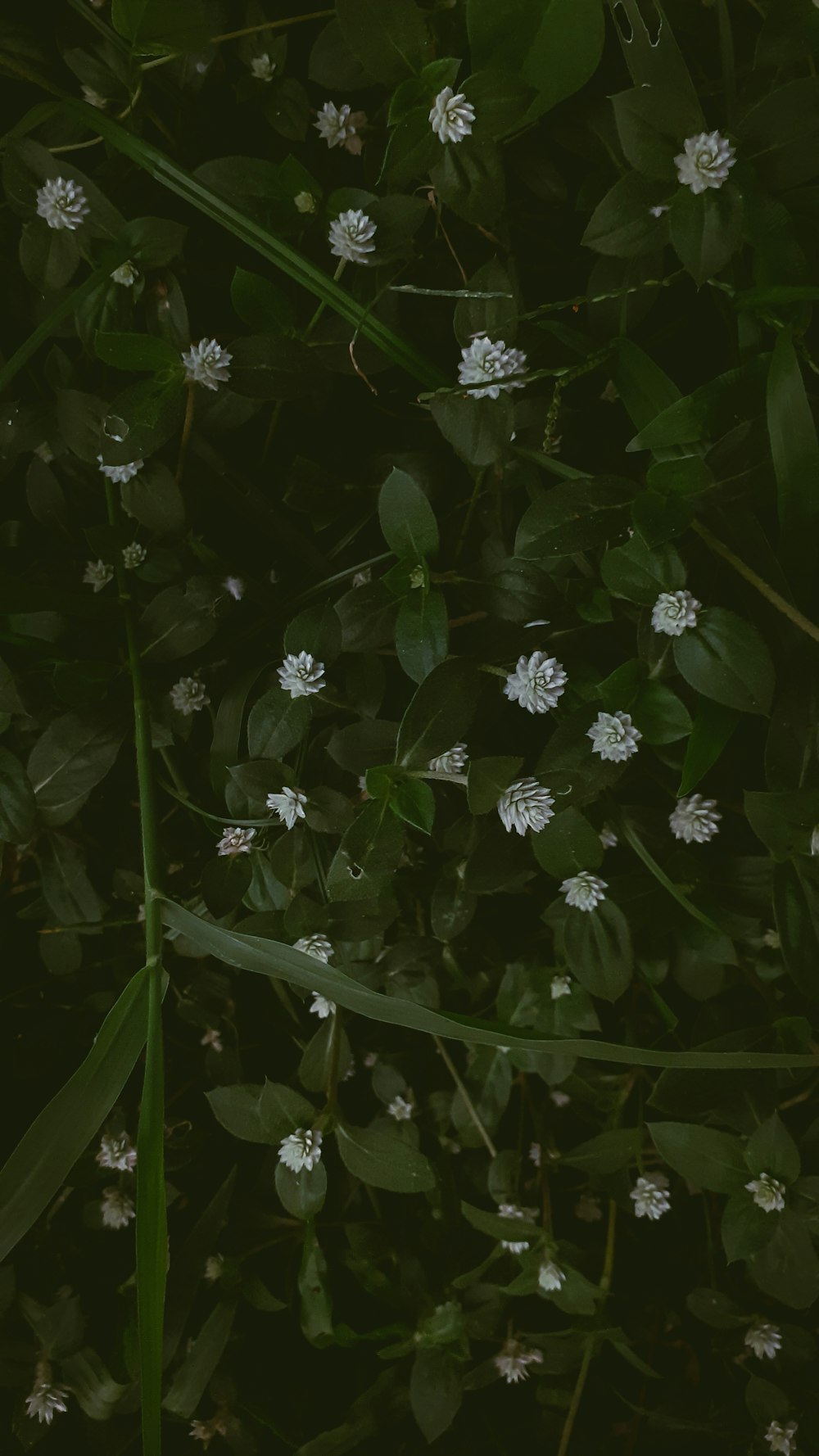 white and purple flowers with green leaves