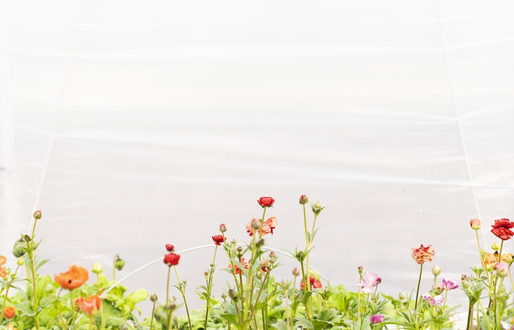 red flowers with green leaves