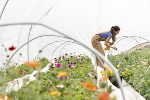 woman in blue t-shirt and brown shorts standing on flower field during daytime