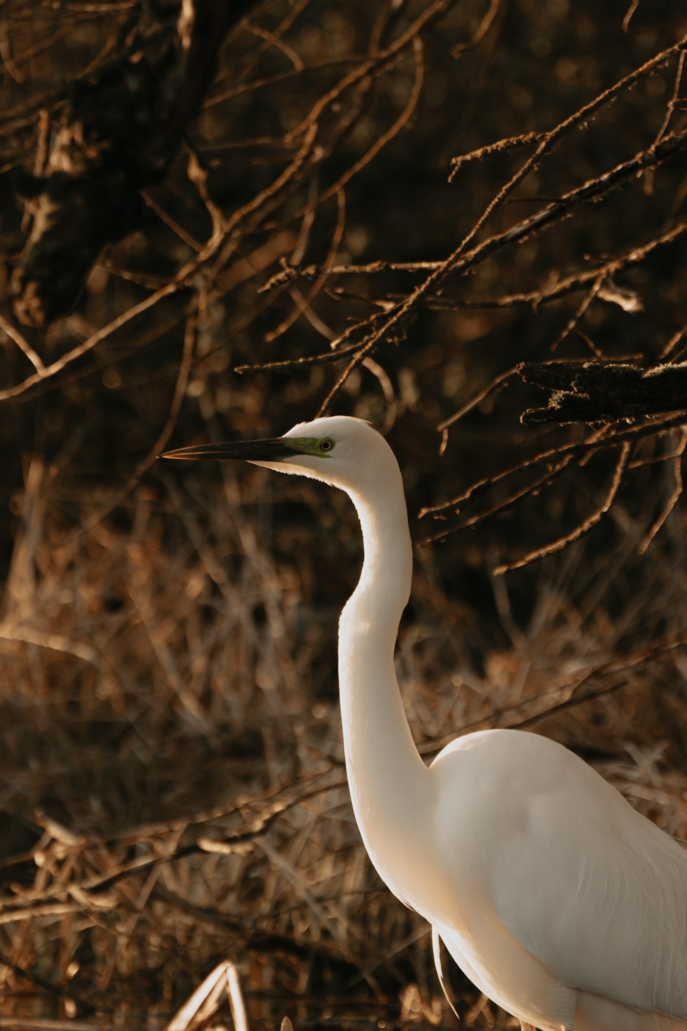 white bird on brown grass during daytime