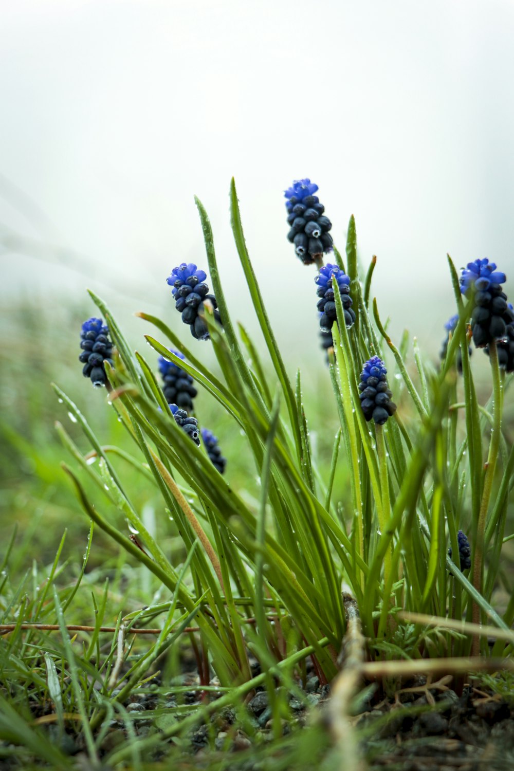 Foto flor morada en campo de hierba verde – Imagen Planta gratis en Unsplash