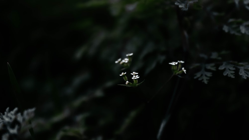 green plant in close up photography