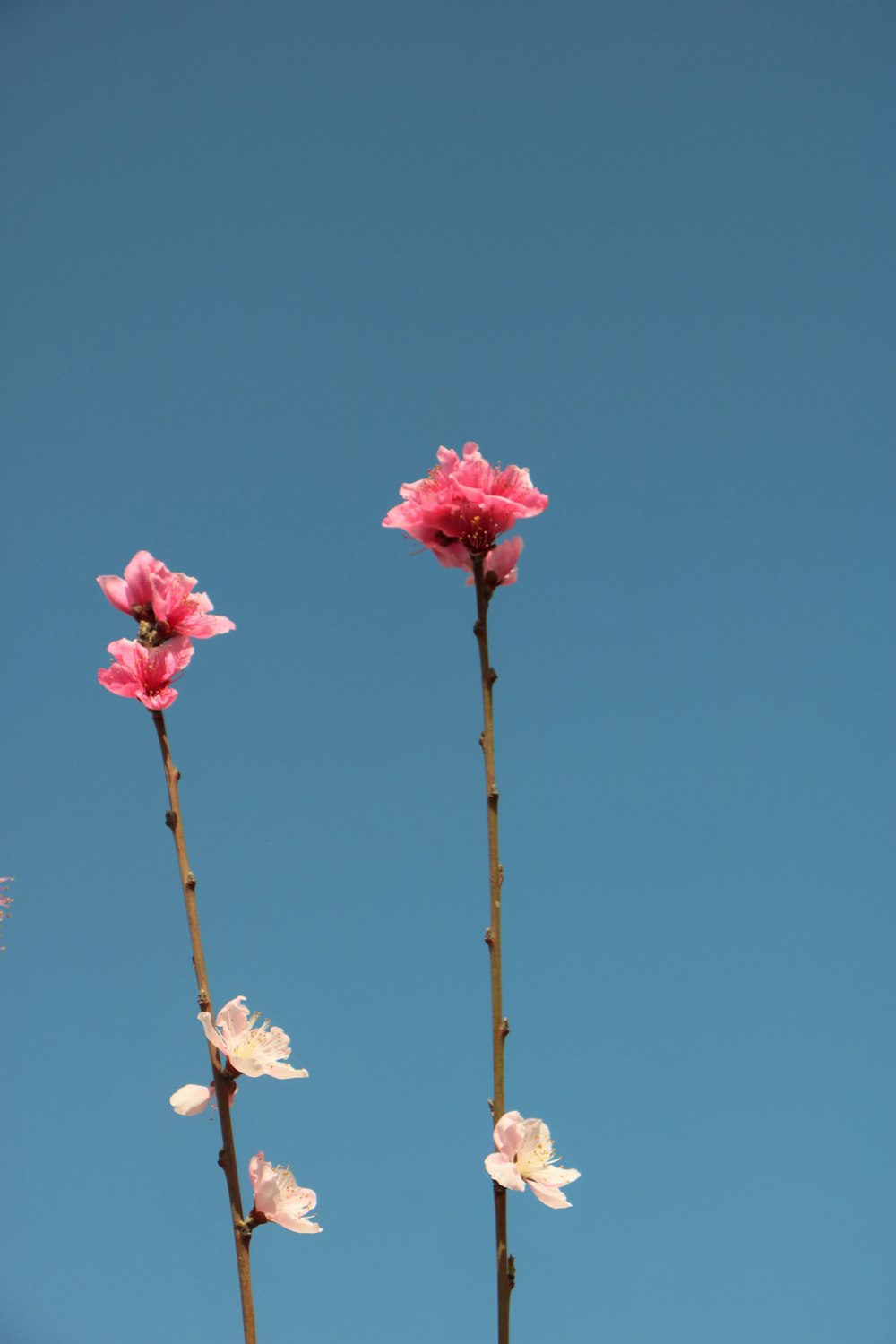 fleurs roses et blanches sur tige brune