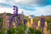 purple flowers under blue sky during daytime